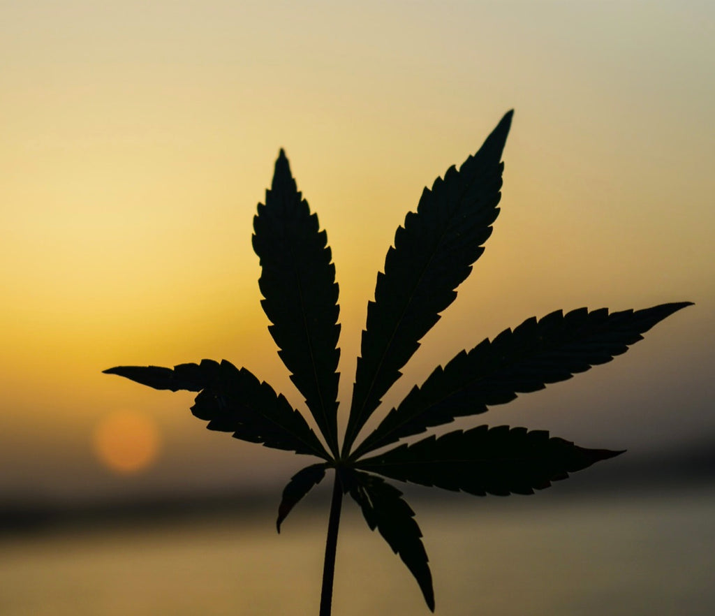 Why Marijuana Should Be Legal