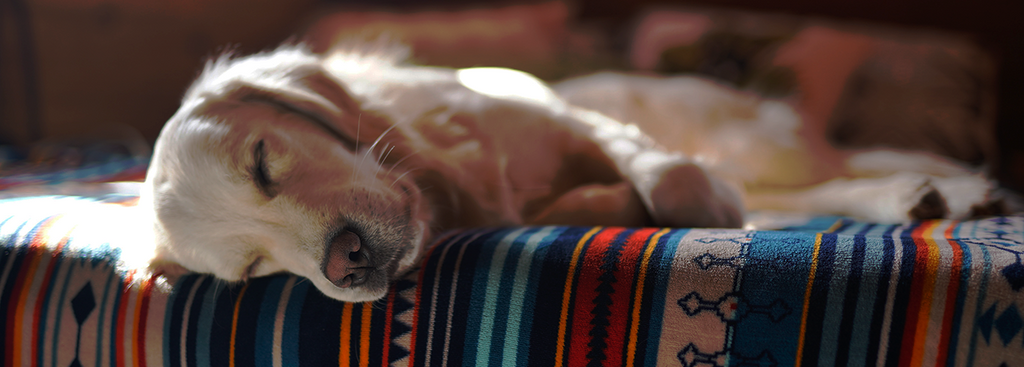 HOW TO DOSE CANNABIS FOR YOUR PETS