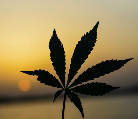 legal cannabis products