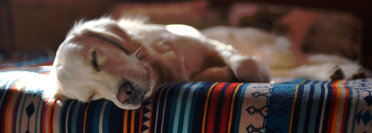 HOW TO DOSE CANNABIS FOR YOUR PETS