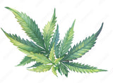 CANNABIS CRAFT PRODUCTS