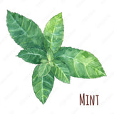 Mint Cannabis Clear Oil